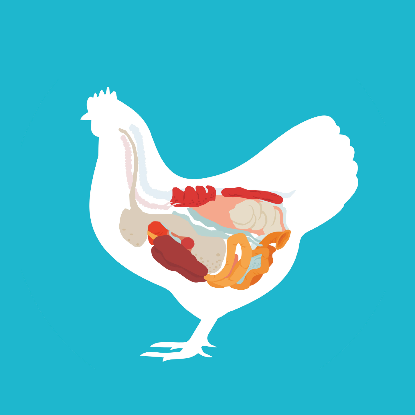 Improve_digestibility 1